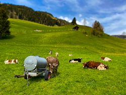 Simmental cows at rest, Rougemont, Switzerland