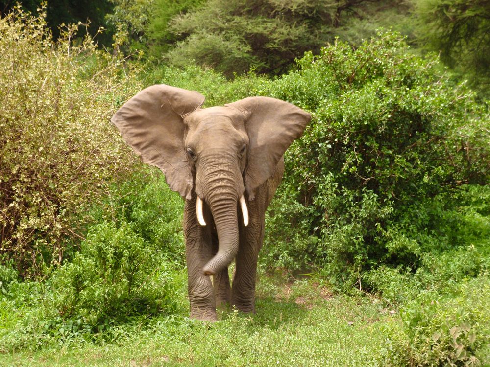 Brown elephant walking on green grass field near trees