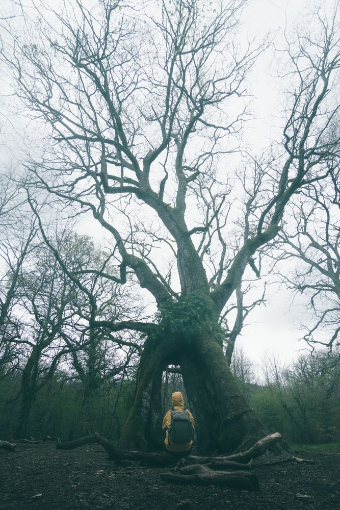 Traveller standing beside old tree covered by moss