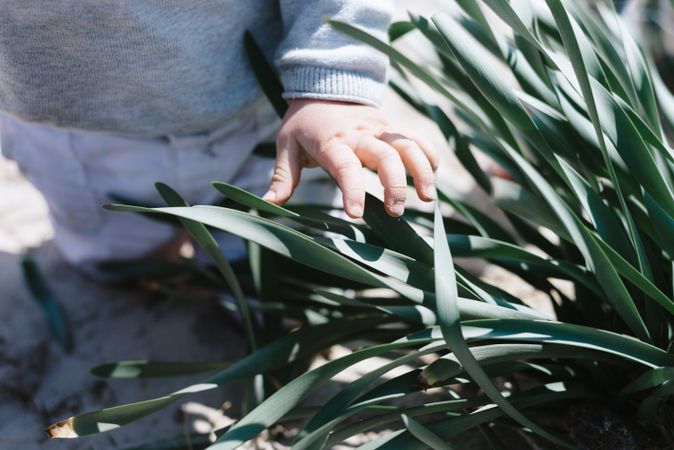 Small hand exploring vegetation in nature