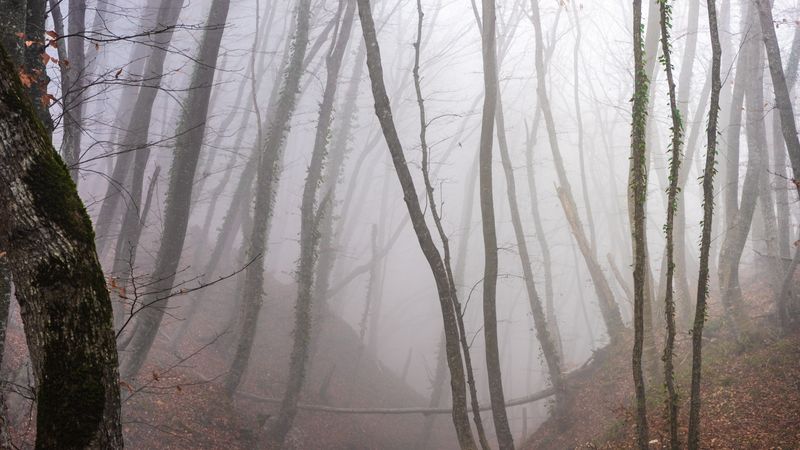 Moody fall  forest