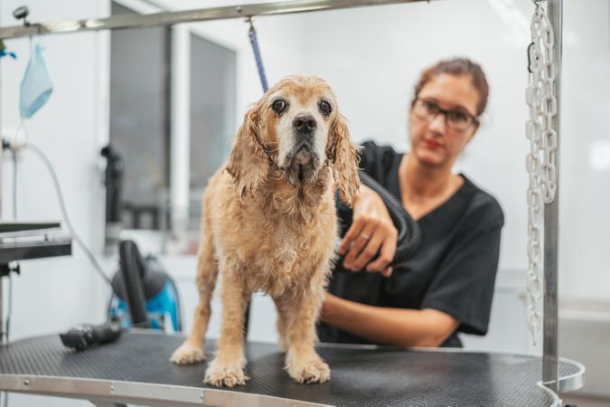 Woman drying dog in grooming salon