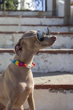 Funny dog in sunglasses sitting on stairs