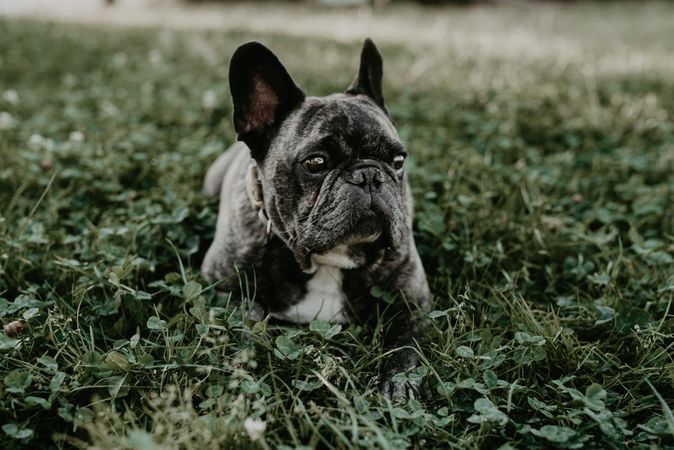 French bulldog with gray spots sitting on grass