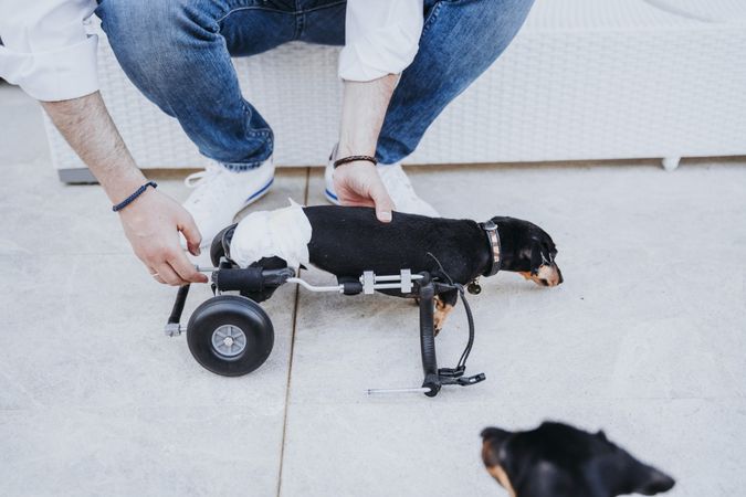 Man fixing wheelchair on dog