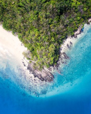 Aerial view of green trees on seashore