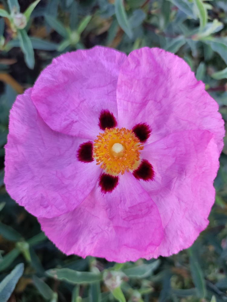 Top view of orchid rockrose violet pink flower, vertical