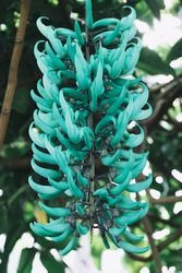 Majestic Jade Vine flowers in bunch