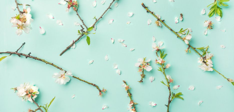 Almond blossom flowers on a pastel green background, wide composition