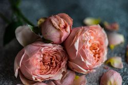 Close up of fresh pink roses