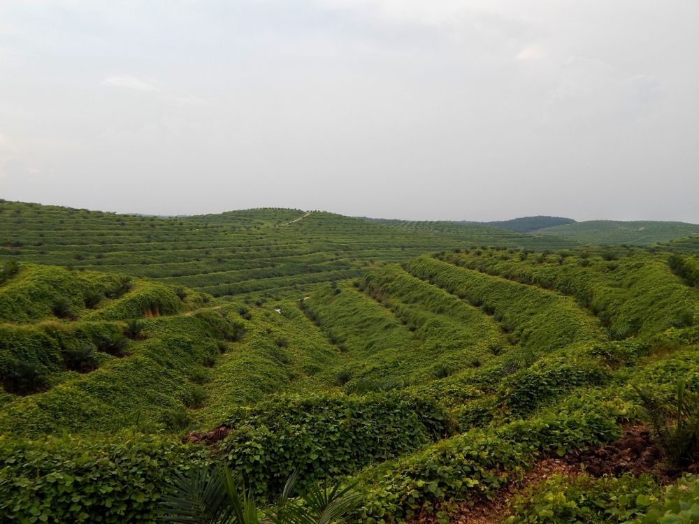 a collection of green plants that grow in a field