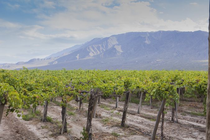Even rows of vineyard in valley in fine weather