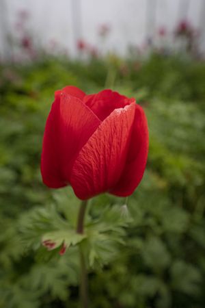 Copake, New York - May 19, 2022: Vertical side shot of red flower