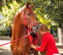 Pedigree horse for equestrian sport with horseback rider in red uniform