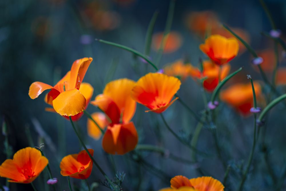 Field of orange poppies