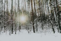 Winter forest at sunrise
