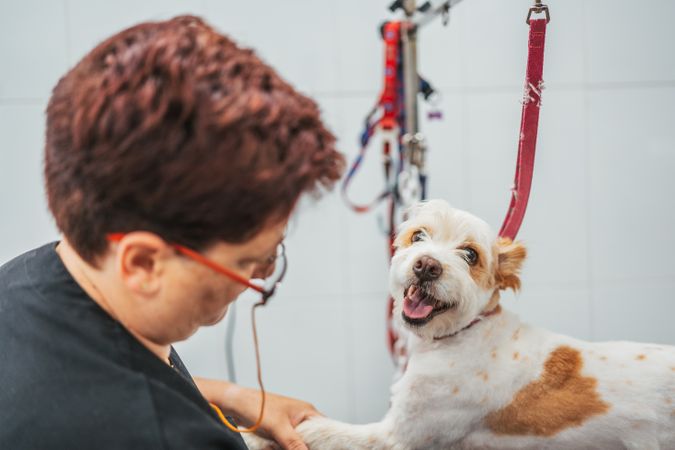 Female groomer washing dog in salon