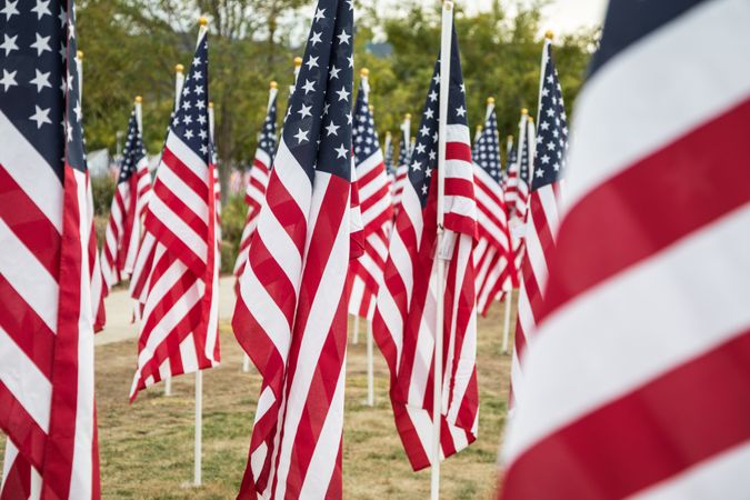 Field of Veterans Day American Flags Waving in the Breeze.