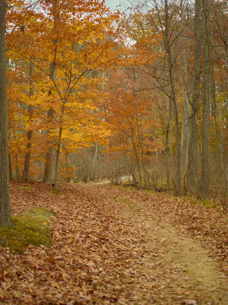 Leaf covered ground between tall trees