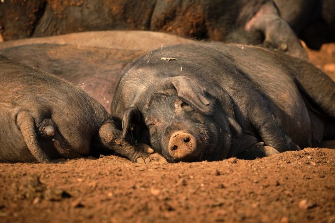 pigs lying on ground in farm