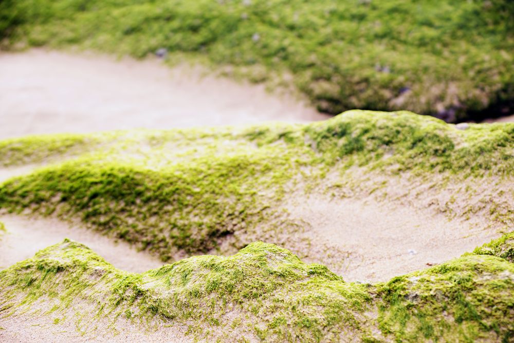 Stony hill covered with moss