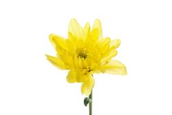 Beautiful yellow chrysanthemum isolated on blank background