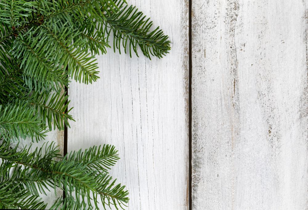 Nobel fir branch on rustic wooden boards