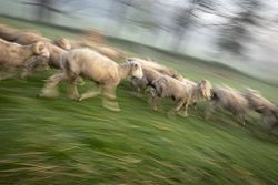 Flock of sheep running through a field in Warwick, NY bGZ1A4