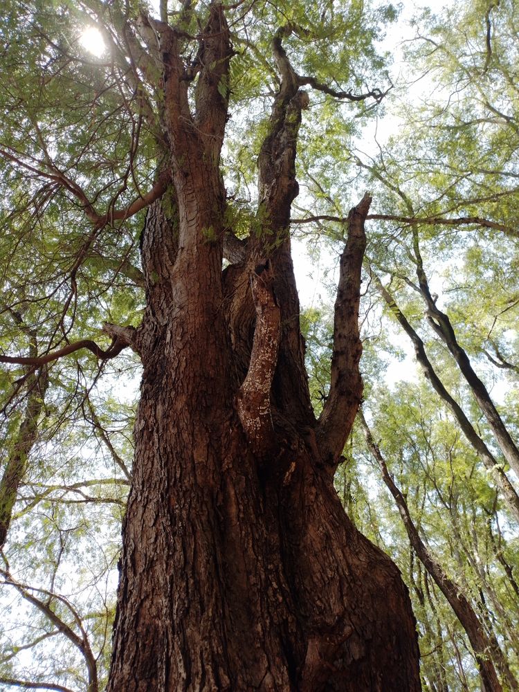 old tree from below