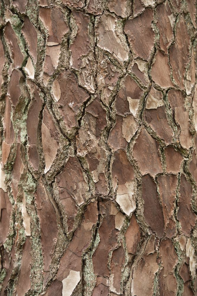 Close up of a ceder tree bark pattern in a full frame image