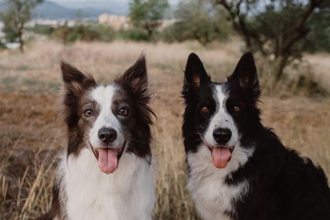 Border Collie dogs sitting on brick fence in countryside