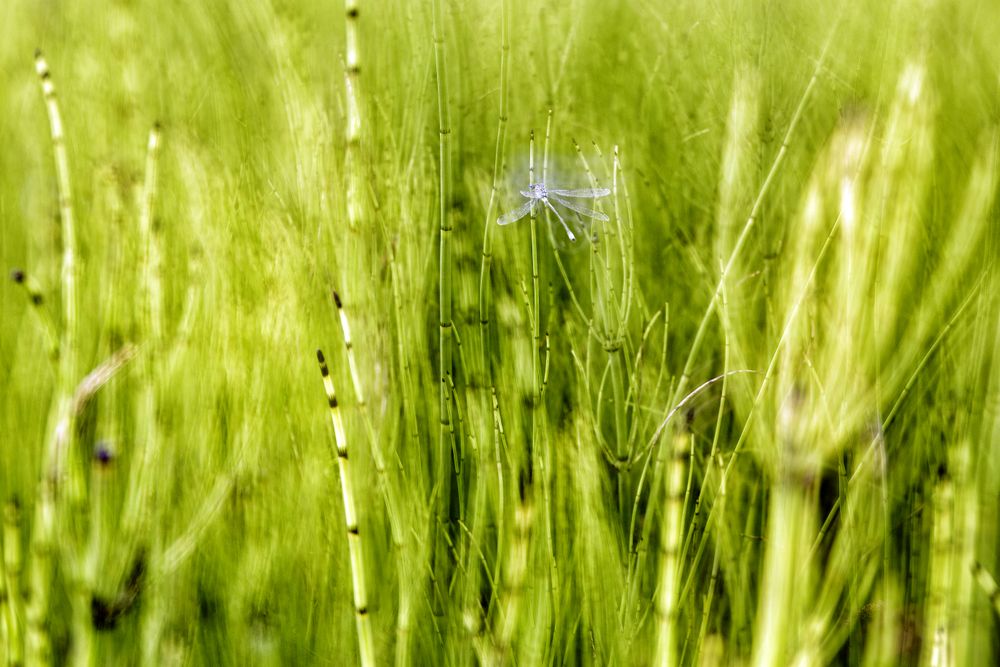Dragonfly on green twig in closeup
