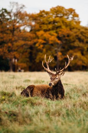 Barren-ground caribou on green grass field