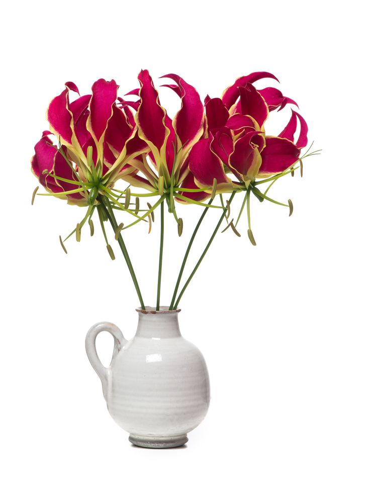 vase with a bouquet of glory lilies flowers isolated on a light background