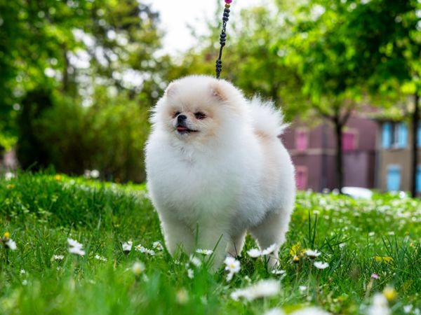 A funny spitz, a tiny dog.
