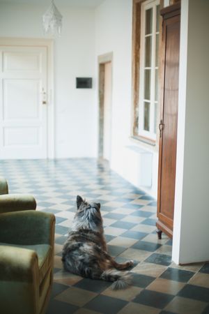 Dark long coated dog on floor tiles