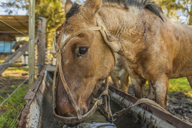 Horses drinking water in long drinker on barnyard