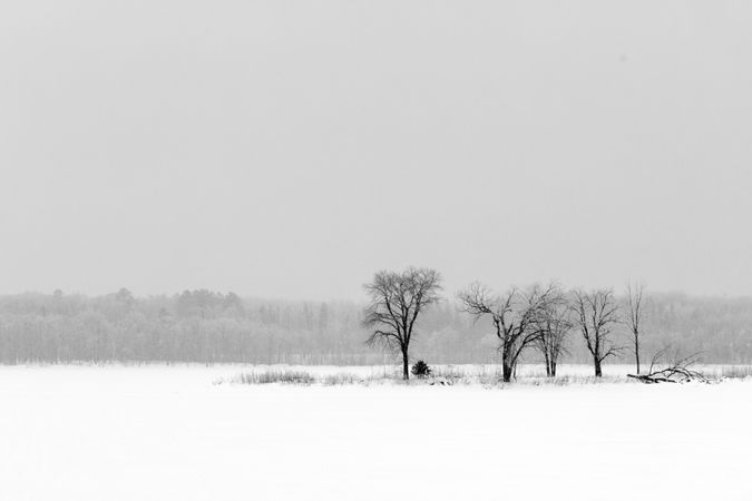 Silhouettes of lonely trees on snowy day