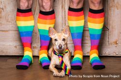 Dog with rainbow tie lying on brown wooden floor between two people wearing rainbow socks 0gr2Ab