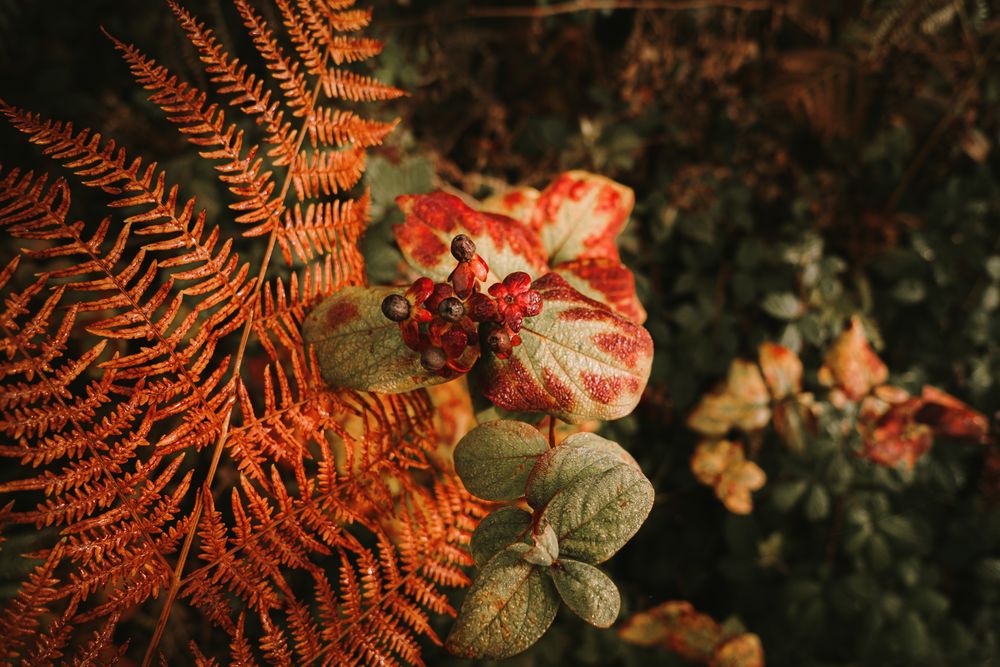 Wild poisonous ripe belladonna berries beside orange fern leaf