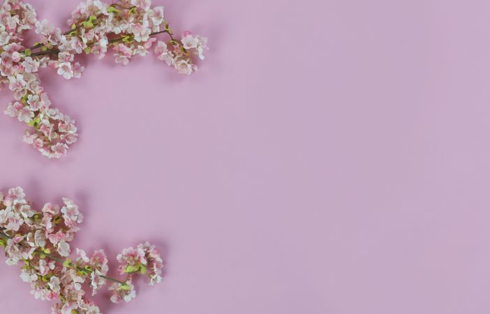 Cherry blossom on light pink background for springtime holiday season