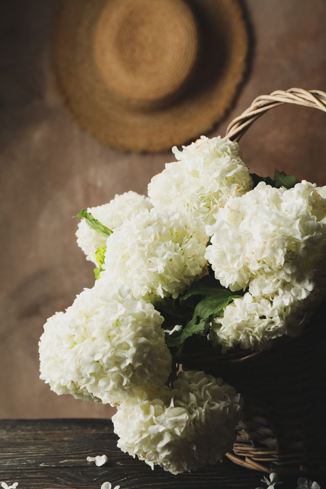 Wicker basket with hydrangea flowers. Spring plant
