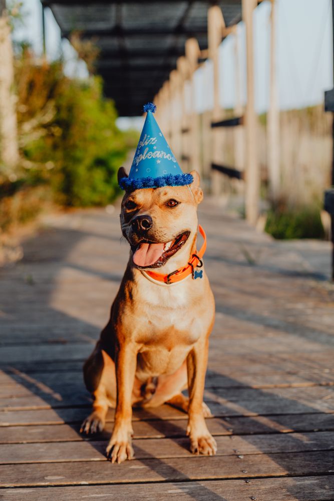 Playful brown dog in party hat at countryside