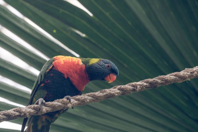 Colorful parrot against green exotic leaf