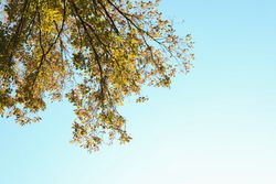 Tree with yellowed leaves against blue sky, space for text