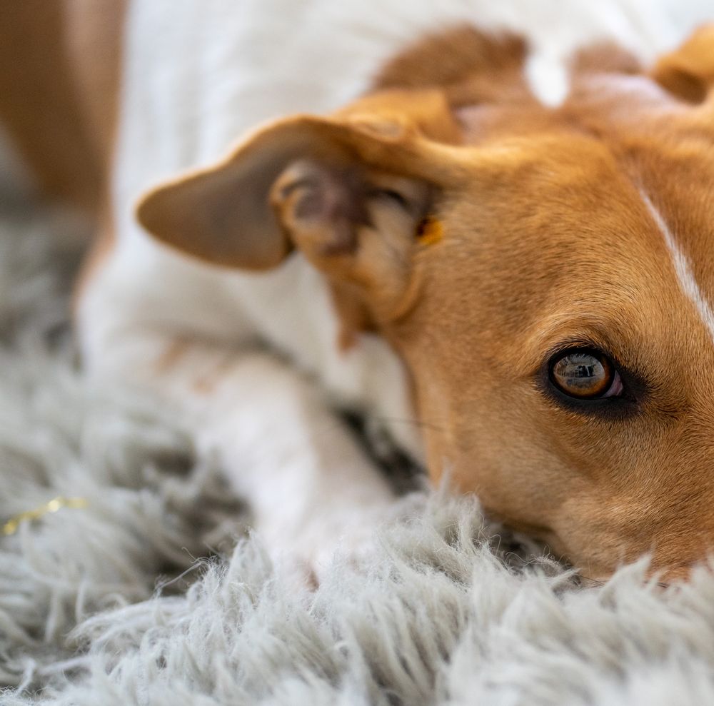 Dog on fur textile in close-up