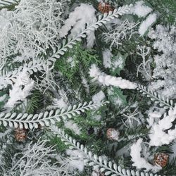 Snowy winter plants and branches