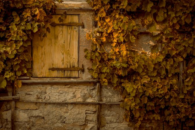 Wall stone covered by grape vines