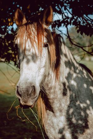 Horses pasturing on meadow