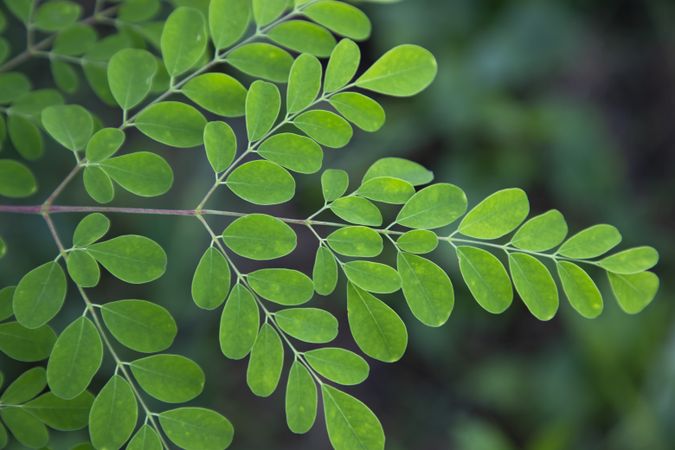 Drumstick tree, Herbal Green Moringa leaves tree background